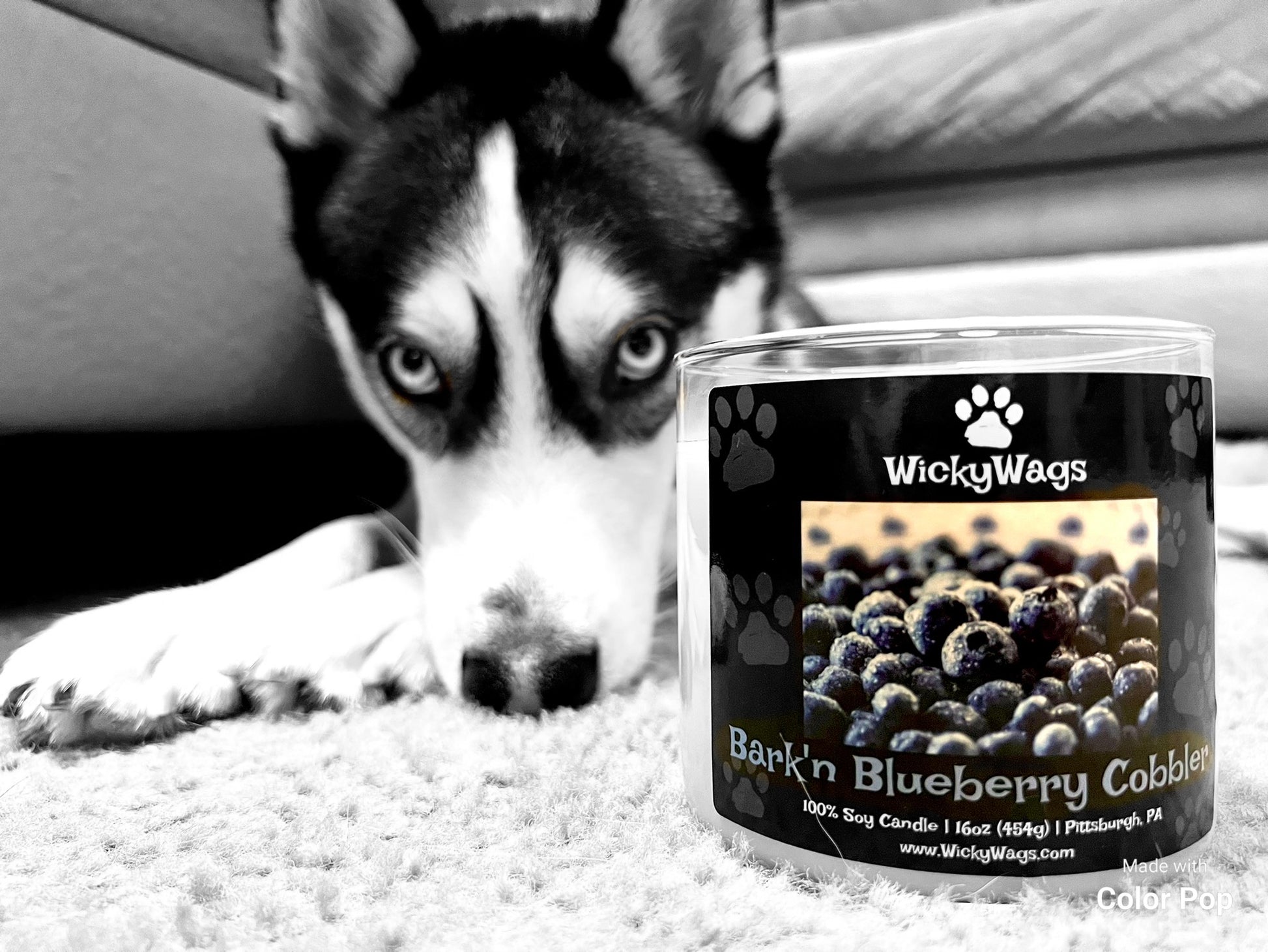 Husky next to pet friendly blueberry cobbler candle.